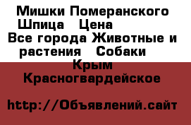 Мишки Померанского Шпица › Цена ­ 60 000 - Все города Животные и растения » Собаки   . Крым,Красногвардейское